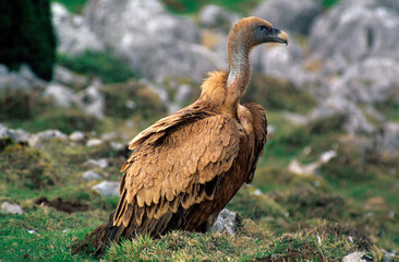 Vautour fauve,.Gyps fulvus, Griffon Vulture, Pyrénées Atlantiques