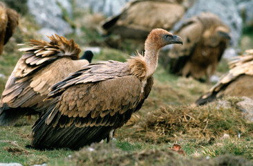 Vautour fauve,.Gyps fulvus, Griffon Vulture, Pyrénées Atlantiques