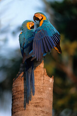 Ara bleu, nid,.Ara ararauna, Blue and yellow Macaw, Amazonie, Tambopata, Perou