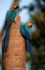 Ara bleu, nid,.Ara ararauna, Blue and yellow Macaw, Amazonie, Tambopata, Perou © JAG IMAGES