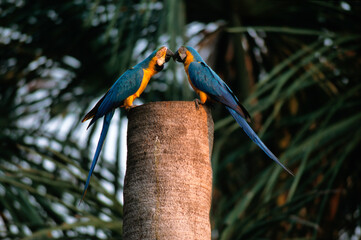Ara bleu, nid,.Ara ararauna, Blue and yellow Macaw, Amazonie, Tambopata, Perou © JAG IMAGES