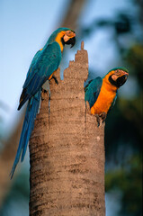 Ara bleu, nid,.Ara ararauna, Blue and yellow Macaw, Amazonie, Tambopata, Perou © JAG IMAGES