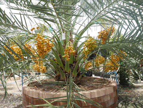 Fresh yellow dates from the summer garden