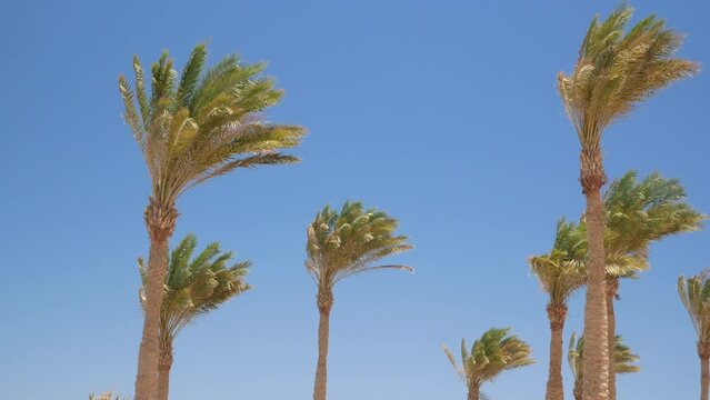 palm trees against a beautiful blue sky in windy day. Green palm tree on blue sky background. View of palm trees against sky. Palm tree in gentle tropical breeze.