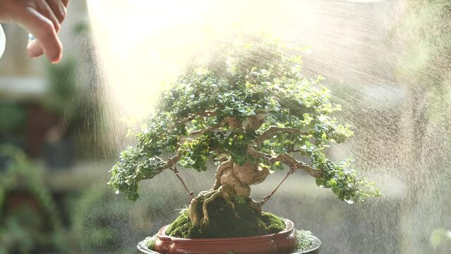 Japanese bonsai tree. Asian man is watering bonsai tree, green leaf is growing in pot. Bonsai tree is form of Japanese nature art. Concept of garden, environment, ecology, World Earth Day.