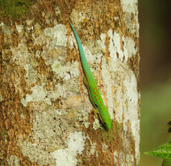 gekko on the tree