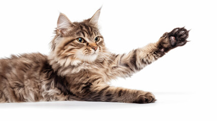 The cat extends its paw, and high-fives on a white background