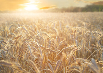 Field of ripening rye ears on sunset or sunrise time. Rye field on summer time