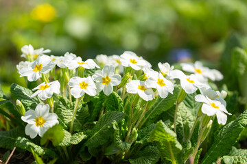 Colorful primrose or primula flowers in a garden. Spring background