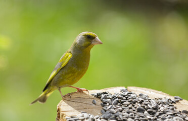 bird perching on bird feeder with sunflower seeds. The european greenfinch