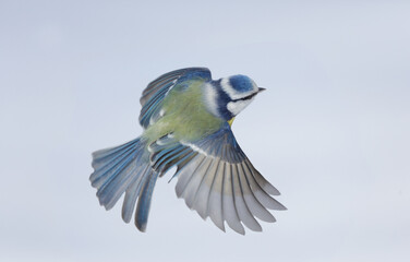 Little bird flying on sky background. Blue tit