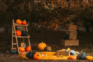 holiday setup with Pumpkins agricultural production on rustic country yard backdrop. Autumn, halloween, pumpkin, copyspace. pumpkins ladder leans against a tree among the natural foods and grass. - 751582242