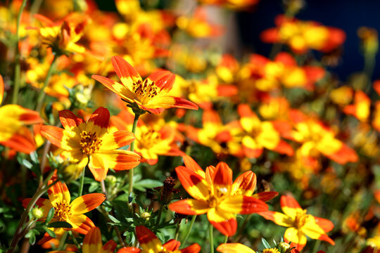 Flowering with yellow orange Bidens flowers