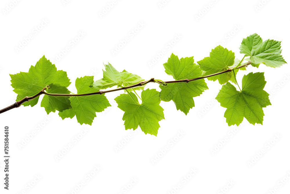 Wall mural bush grape or three-leaved wild vine cayratia (cayratia trifolia) liana ivy plant bush, nature frame