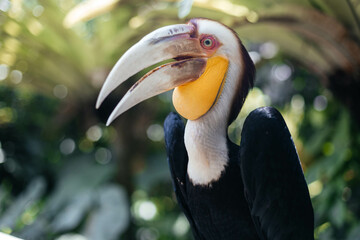The wreathed hornbill Rhyticeros undulatus, also called bar-pouched wreathed hornbill