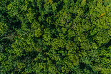 Saftig grüner Laubwald in den Iller-Auen  im Luftbild