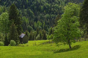 Rodnei Mountains National Park, Romania, Romanian Carpathian Mountains, Europe.