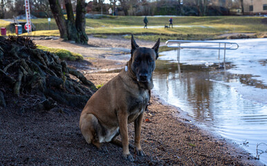 Belgian Shepard Malinois posing near frozen lake