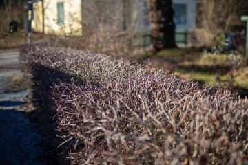 Shrub and little plants in Sweden