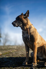 Belgian Shepard Malinois posing with blue sky
