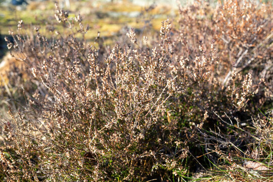 Shurb and little plants in Sweden