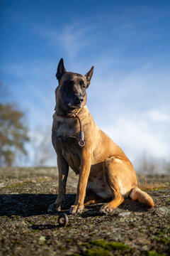 Belgian Shepard Malinois posing with blue sky