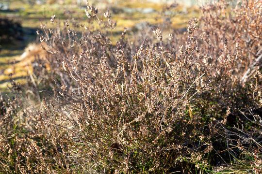 Shrub and little plants in Sweden