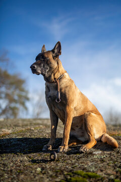 Belgian Shepard Malinois posing with blue sky