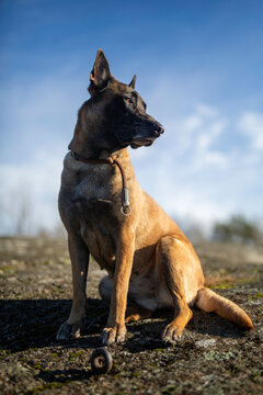 Belgian Shepard Malinois posing with blue sky