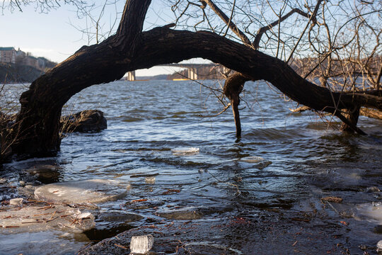 Stockholm river in winter with a tree above