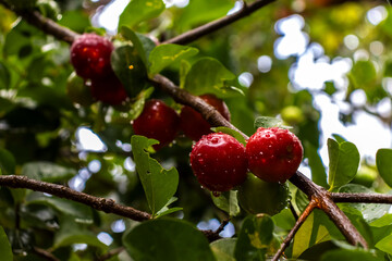Detail of green Barbados cherries or acerola fruits (Malpighia glabra Linn) wet by rainwater on a...