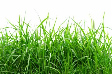 fresh spring green grass isolated on white, spring, easter, fresh, green, meadow, grass