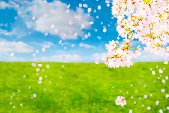 桜の花と草原