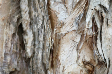 close up of bark layers wiping off the tree pattern can be used as wallpaper