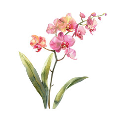cute orchid vector illustration in watercolour style