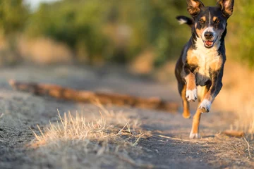 Rolgordijnen Happy dog run in the park, appenzeller sennenhund © Vince Scherer 