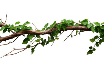 Twisted wild liana vine, transparent background. Bush grape or three-leaved wild vine cayratia (Cayratia trifolia) liana ivy plant bush, nature frame jungle border, PNG, cutout or clipping path.