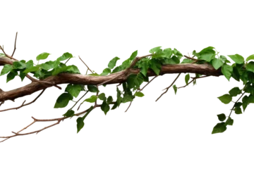 Foto op Canvas Twisted wild liana vine, transparent background. Bush grape or three-leaved wild vine cayratia (Cayratia trifolia) liana ivy plant bush, nature frame jungle border, PNG, cutout or clipping path. © Transparent png