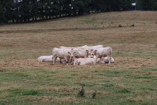Vaches dans un pré normand