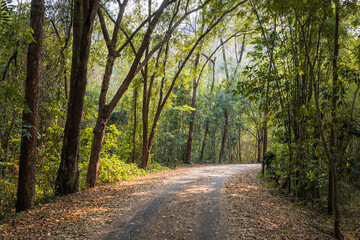 Small asphalt road with curve ahead through the trees tunnel in the tropical forest