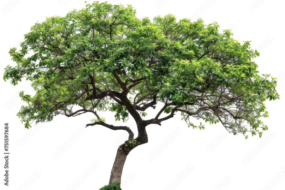 Aufkleber a beautiful fresh green deciduous almond tree isolated on a white background with clipping paths can