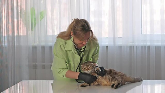A veterinarian listens to a cat's heartbeat. Vet day.