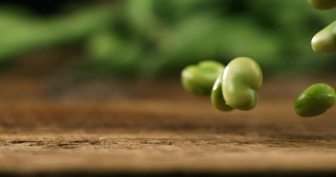 Super slow motion macro of fresh raw organic vegetable garden unshelled fava broad beans are falling for quality control on rustic wooden table in rural agriculture farmland at 1000 fps.