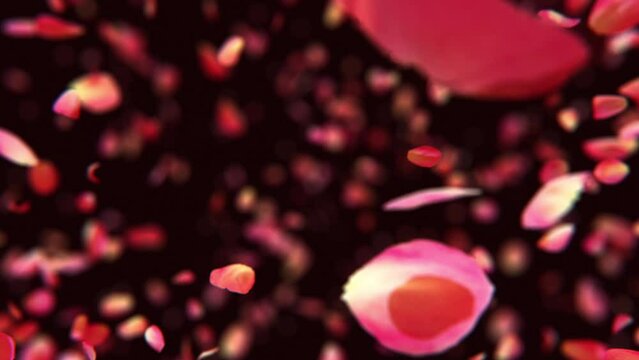 Exploding rose petals