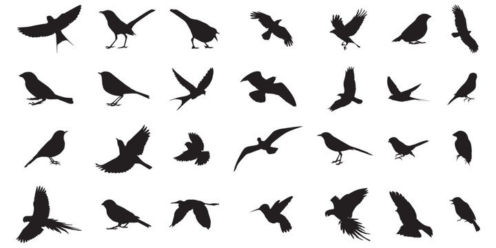 Set flying bird silhouettes isolated on white background