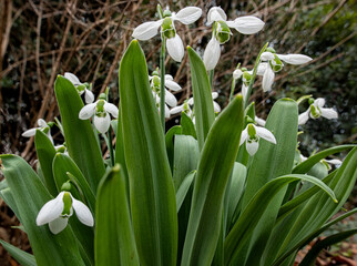 Fototapeta premium Cluster of snowdrops (Galanthus sp.) in late winter in garden in central Virginia