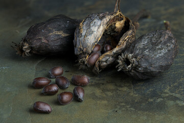 Eastern sweetshrub (Calycanthus floridus) pods and seeds