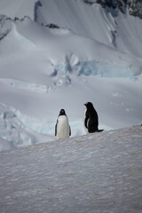Gentoo Penguins 