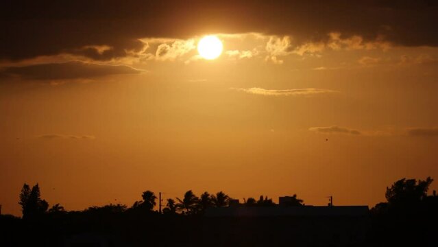 Cinematic silhouette of palm trees with orange sun