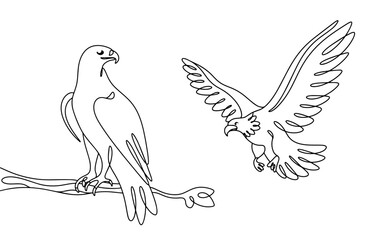 Two eagles. Flight. Predatory bird